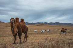 Tsonjin Boldog, Mongolei