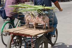 Camagüey