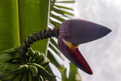 Jagüey Grande