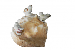Bird Colony / Vogelkolonie /  Птичий базар