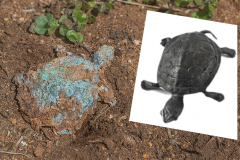Schildkröte